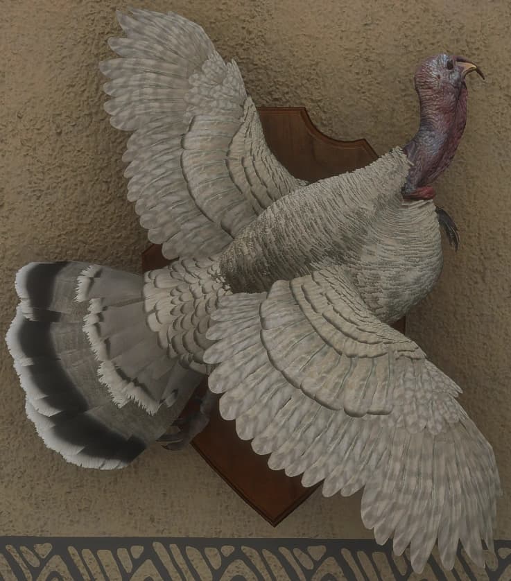 白色亚种 - 雄性