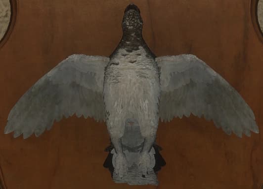 双色 - 正面（雄）