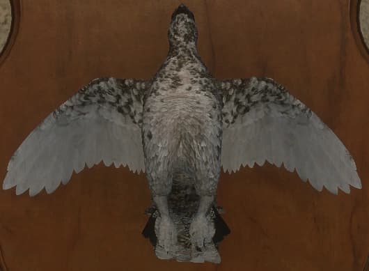 蜕皮变化 1 - 正面（雌）