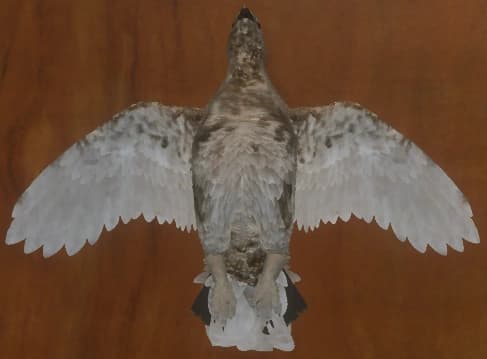 蜕皮变化 2 - 正面（雌）