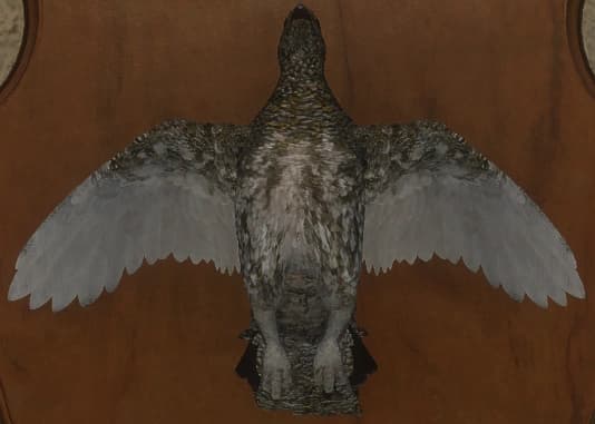 斑驳变化1 - 正面（雌）