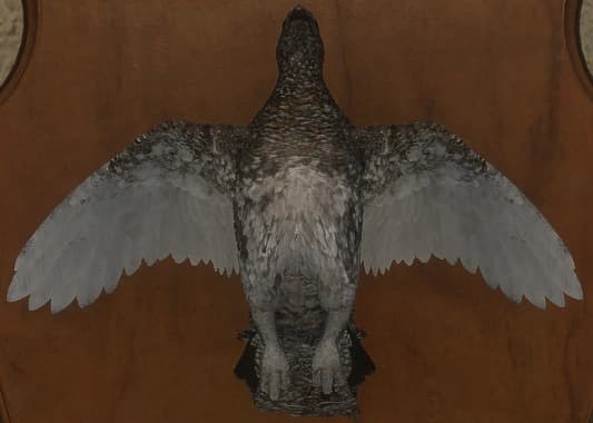 斑驳变化2 - 正面（雌）