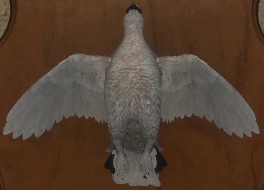 白色 - 正面（雌）