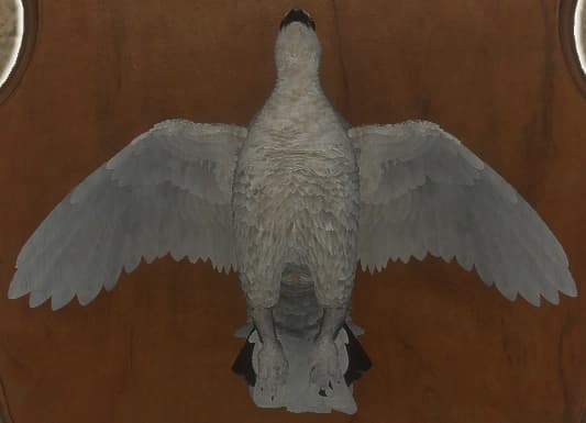 白色 - 正面（雄）