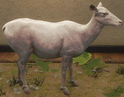 白化 - 左侧（雌）