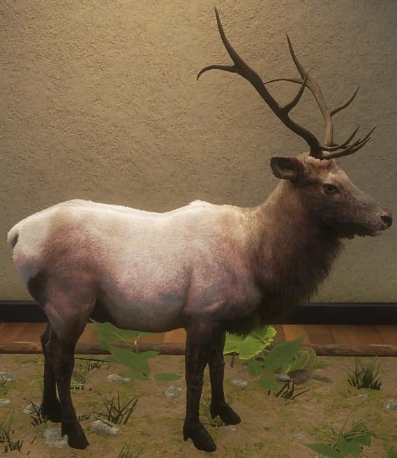 浅褐色 - 左侧（雄）