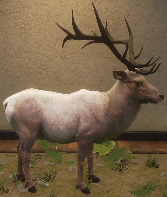 浅灰色 - 左侧（雄）