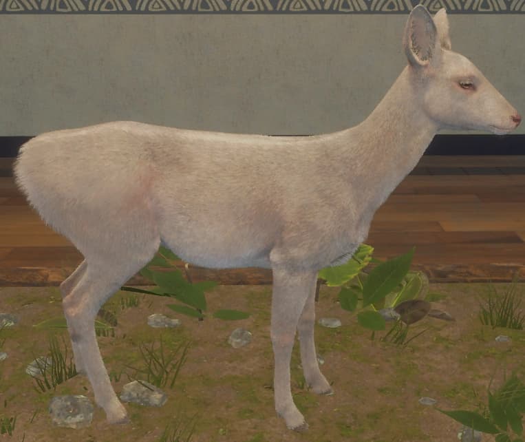 白化 - 右侧（雌）