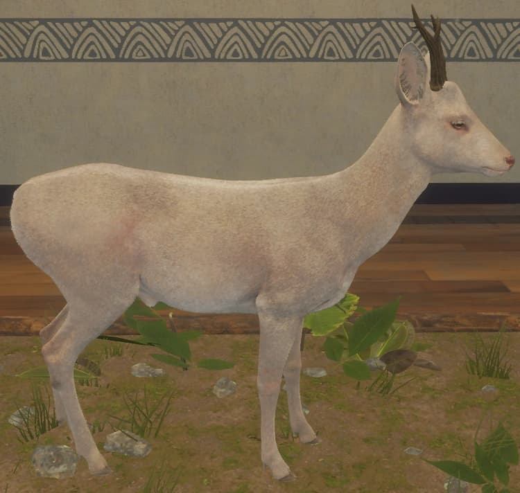 白化 - 右侧（雄）