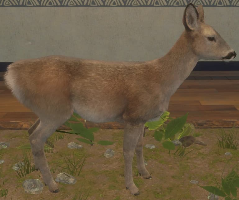 褐色 - 右侧（雌）