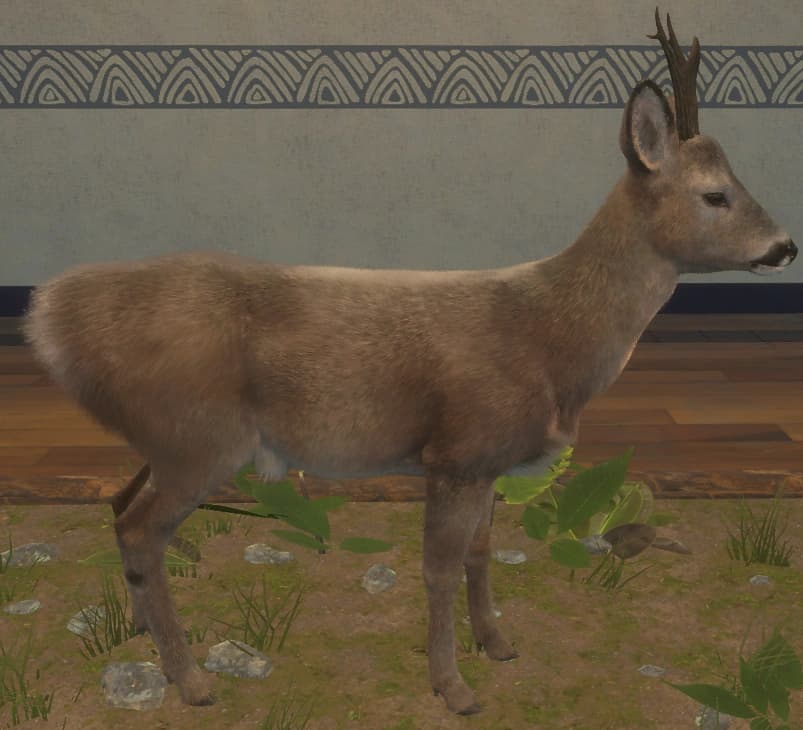 褐色 - 右侧（雄）