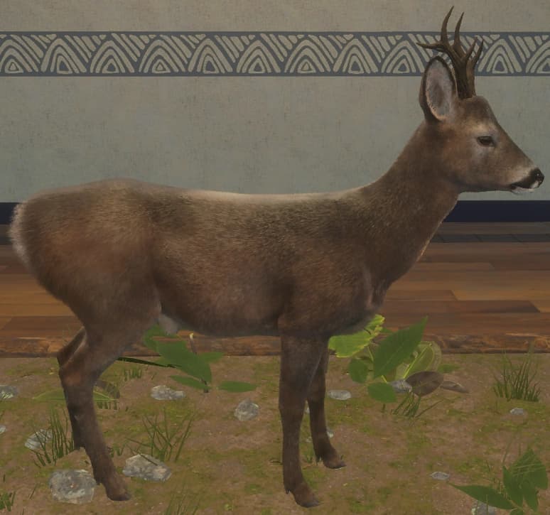 深褐色 - 右侧（雄）