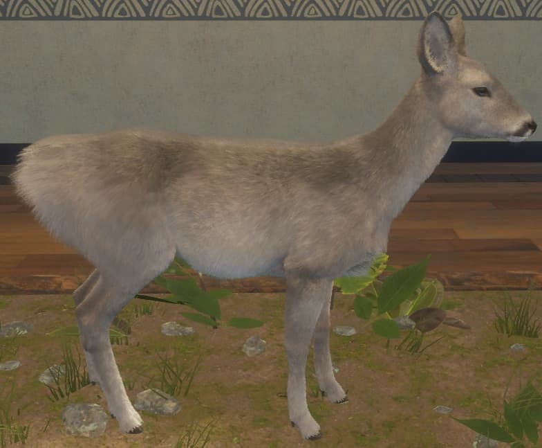 白色亚种 - 右侧（雌）