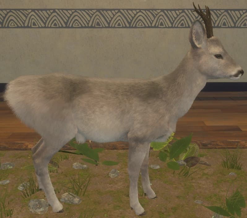 白色亚种 - 右侧（雄）