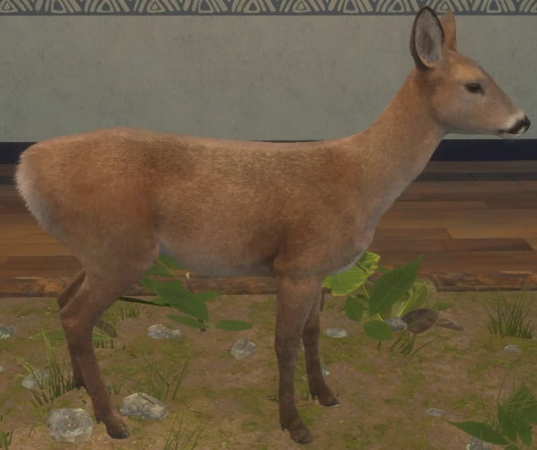 橙色 - 右侧（雌）