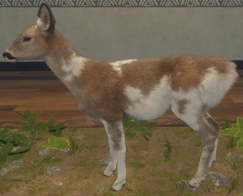 带花斑 - 左侧（雌）