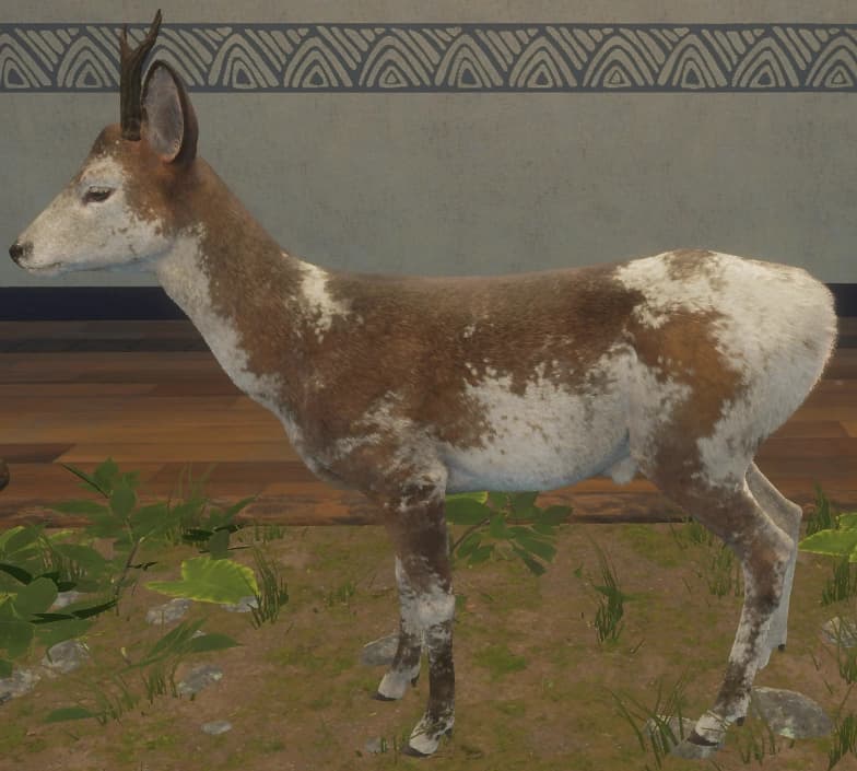 花斑变体 1 - 左侧（雄）