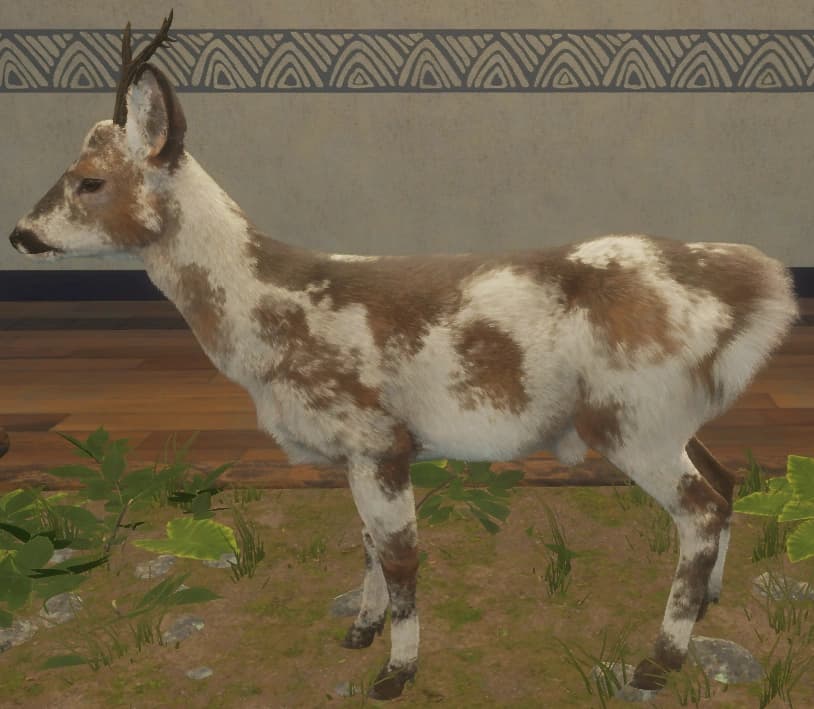 花斑变奏 2 - 左侧（雄）