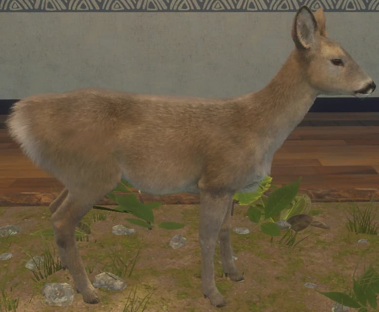 棕褐色 - 右侧（雌）