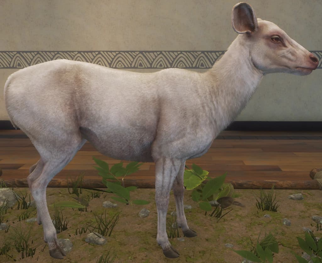 白化 - 右侧（雌）