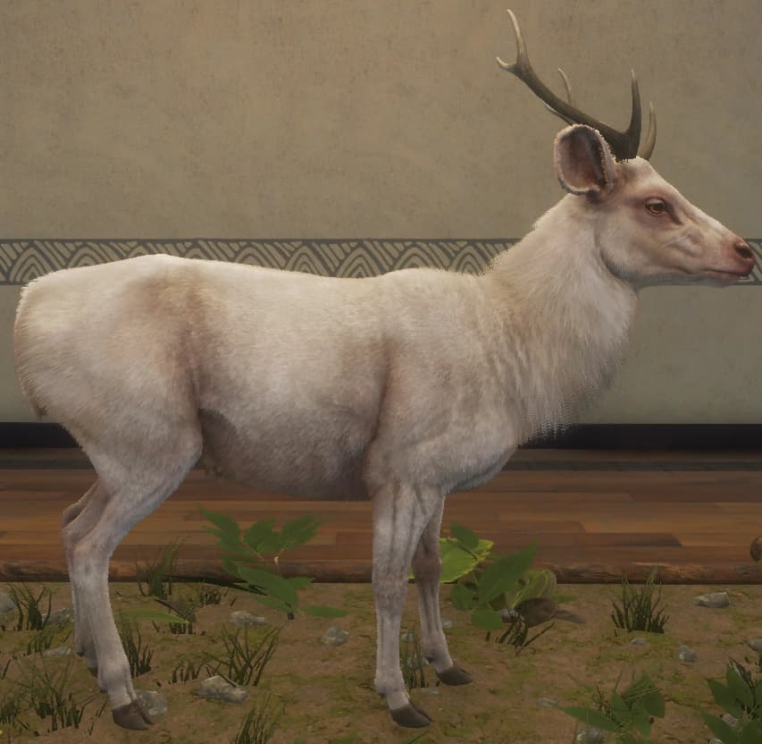 白化 - 右侧（雄）