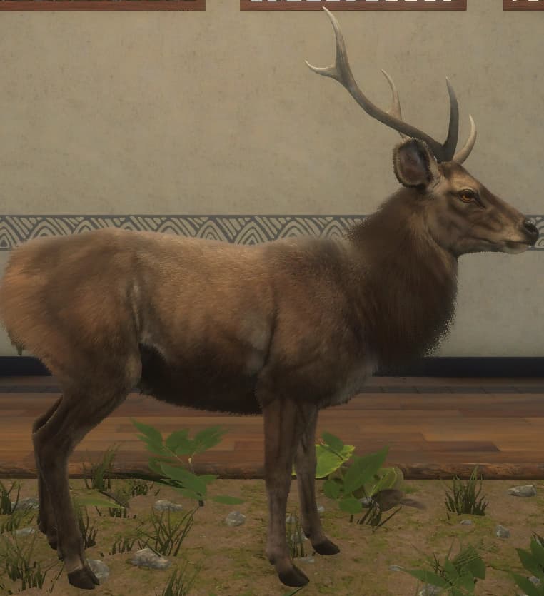 褐色 - 右侧（雄）