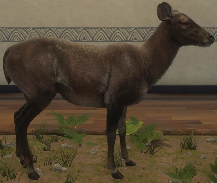 深褐色 - 右侧（雌）