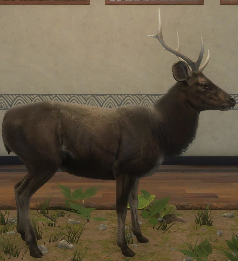 深褐色 - 右侧（雄）