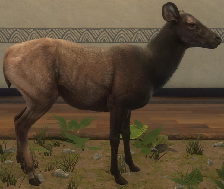 黝黑渐层 - 右侧（雌）