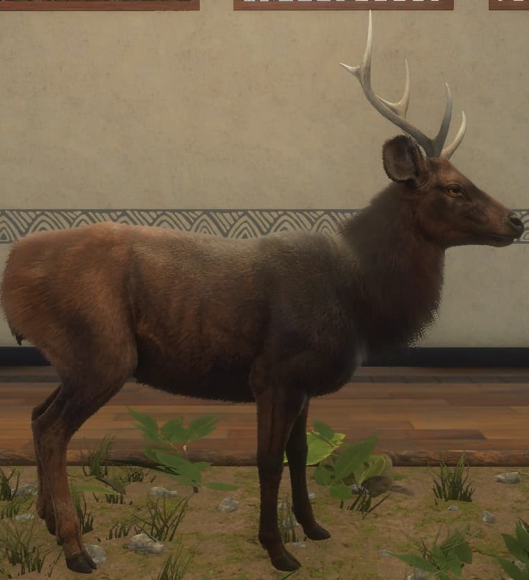 黝黑渐层 - 右侧（雄）