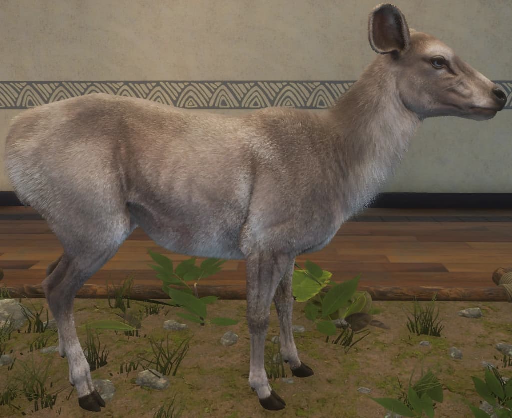 白色亚种 - 右侧（雌）