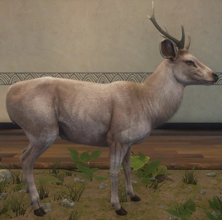 白变变异 1 - 右侧（雄）