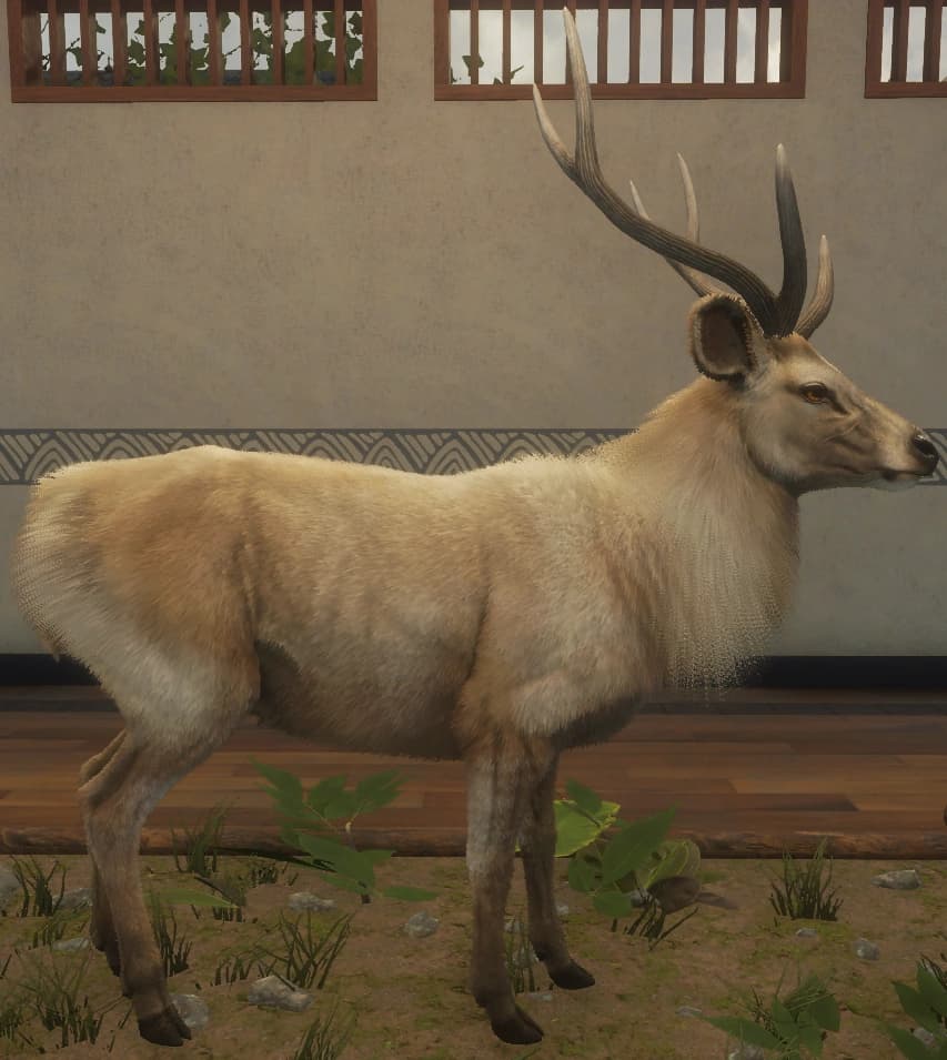 白变变异 2 - 右侧（雄）