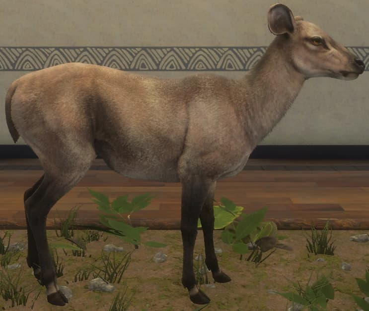 浅褐色 - 右侧（雌）