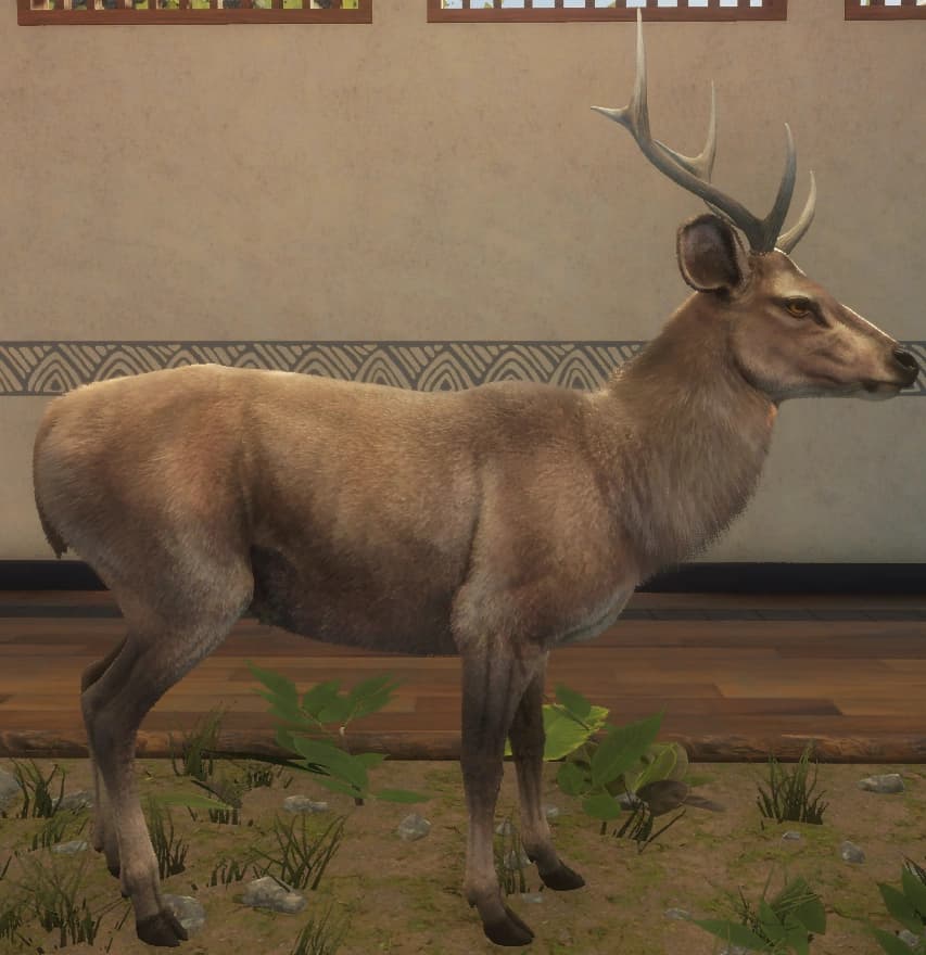 浅褐色 - 右侧（雄）