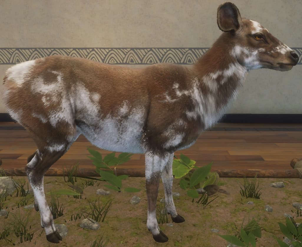 带花斑 - 右侧（雌）