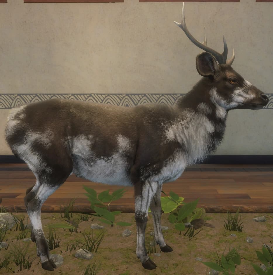 花斑变体 1 - 右侧（雄）