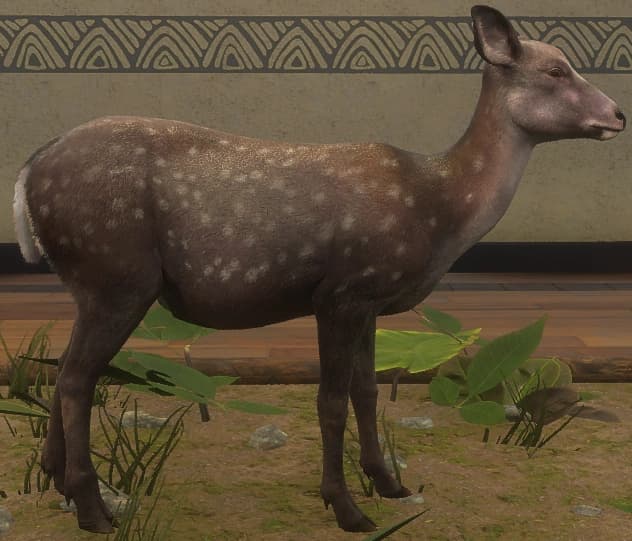 深色斑点 - 雌性