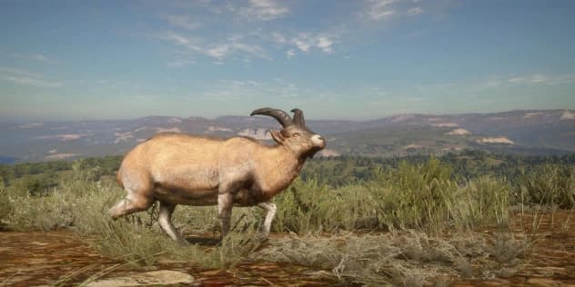 西班牙东南部山羊