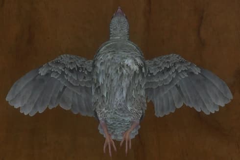 白化 - 正面（雌）