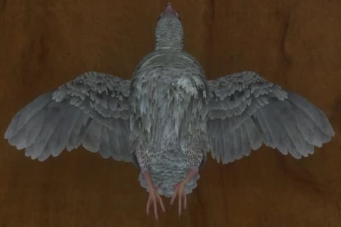 白化 - 正面（雄）