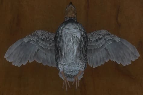 褐色 - 正面（雄）