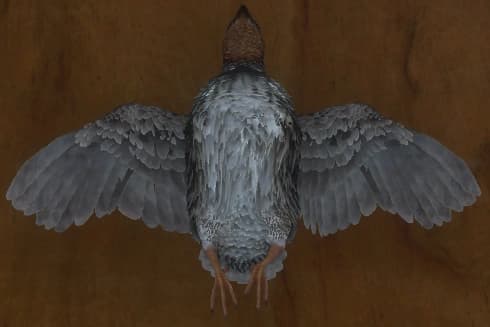 深褐色 - 正面（雄）