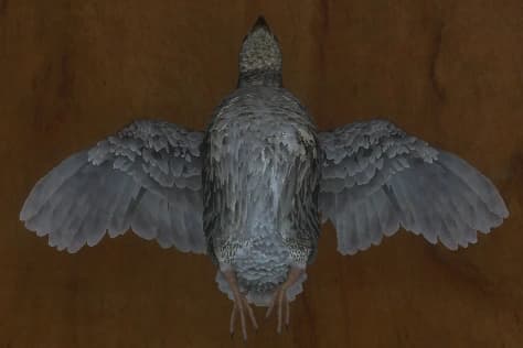 灰褐色 - 正面（雌）