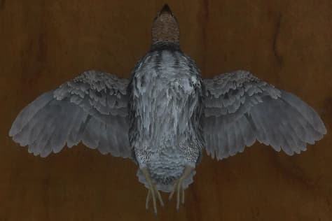 灰褐色 - 正面（雄）