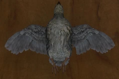 灰色 - 正面（雌）