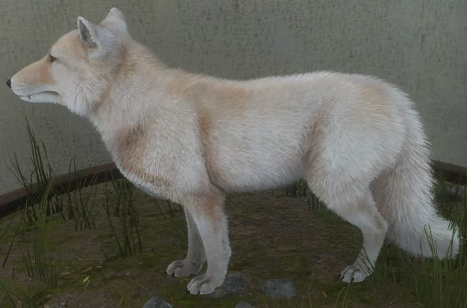 白色亚种 - 白色亚种