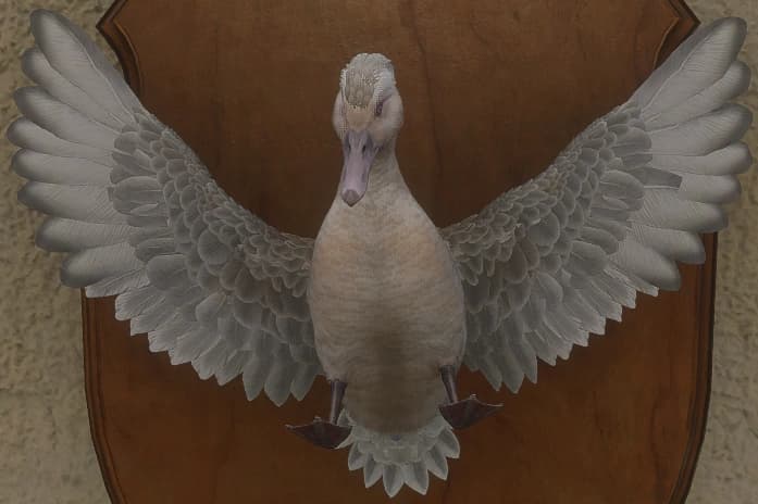 白化 - 正面（雄）