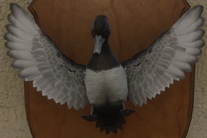 黑色 - 正面（雄）