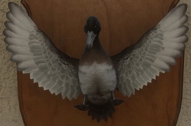 褐色 - 正面（雌）